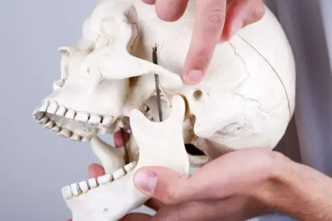 Palec wskazuje wyrostek kłykciowy żuchwy na modelu czaszki, demonstrując jego położenie.