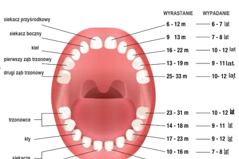 Które zęby rosną pierwsze u dziecka? Kolejność i objawy ząbkowania