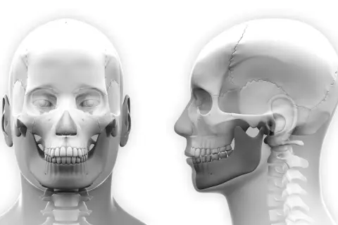 Anatomia czaszki z przodu i z boku, uwzględniająca wypadającą żuchwę.