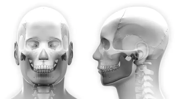 Anatomia czaszki z przodu i z boku, uwzględniająca wypadającą żuchwę.