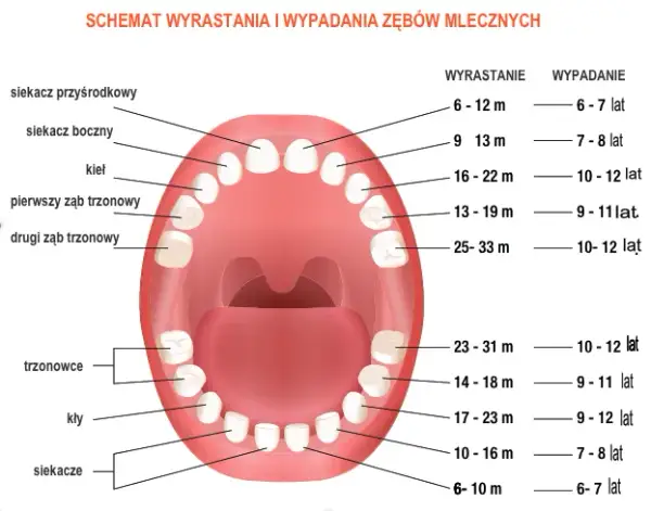 Czy zęby 5 wypadają? Przyczyny, konsekwencje i jak temu zapobiec